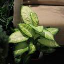 Dieffenbachia Summer (Диффенбахия Саммер) - с доставкой по Минску - миниатюра