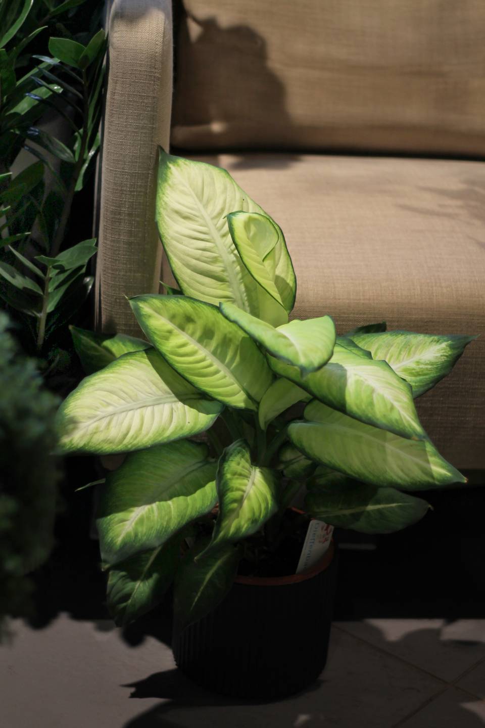 Dieffenbachia Summer (Диффенбахия Саммер) - с доставкой по Минску