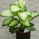 Dieffenbachia Summer (Диффенбахия Саммер) - миниатюра