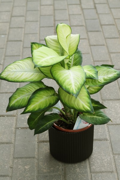 Dieffenbachia Summer (Диффенбахия Саммер)
