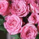 Роза кустовая Artaziya (Артезия) - с добавлением зелени - миниатюра 