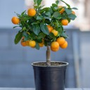 Каламондин (Citrus Calamondin) - миниатюра