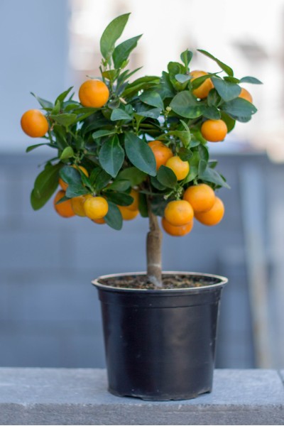 Каламондин (Citrus Calamondin)