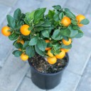 Каламондин (Citrus Calamondin) - с доставкой по Минску - миниатюра