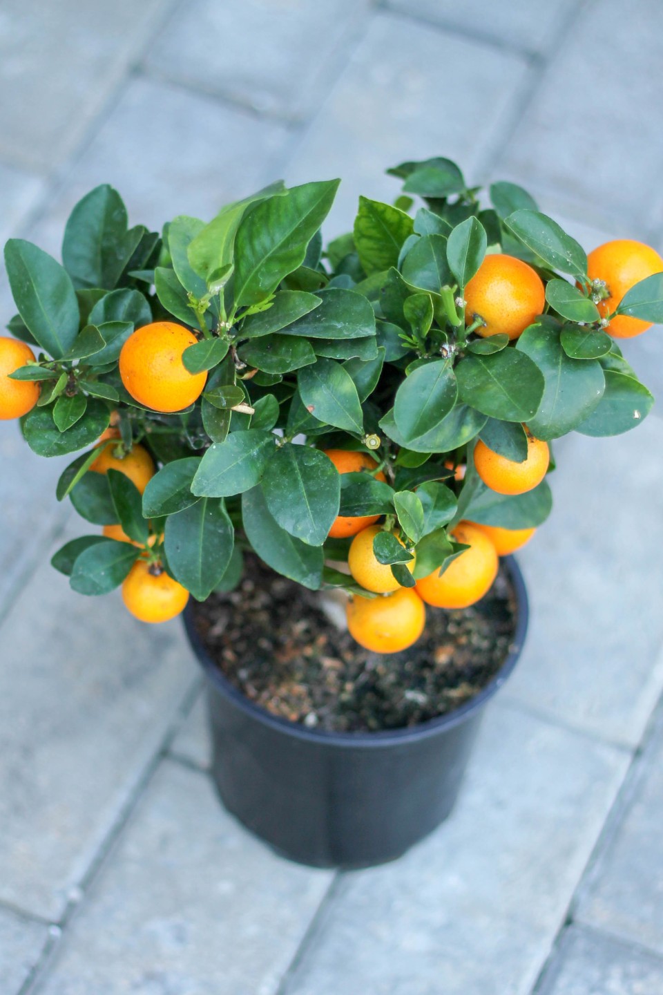 Каламондин (Citrus Calamondin) - с доставкой по Минску