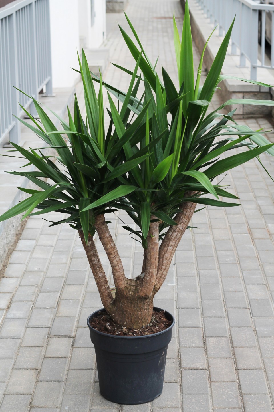 Yucca Vertakt (Юкка Вертакт)