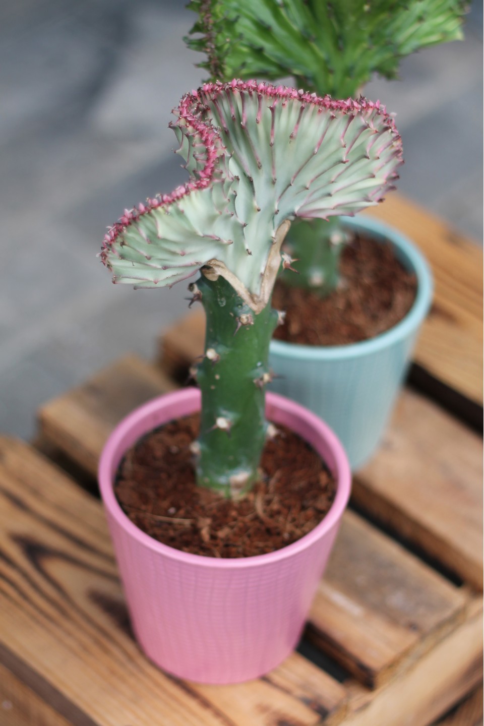 Эуфорбия лактея (молочай) в кашпо