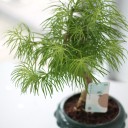 Бонсай Метасеквойя (Metasequoia) 24 см - подарочное оформление - миниатюра