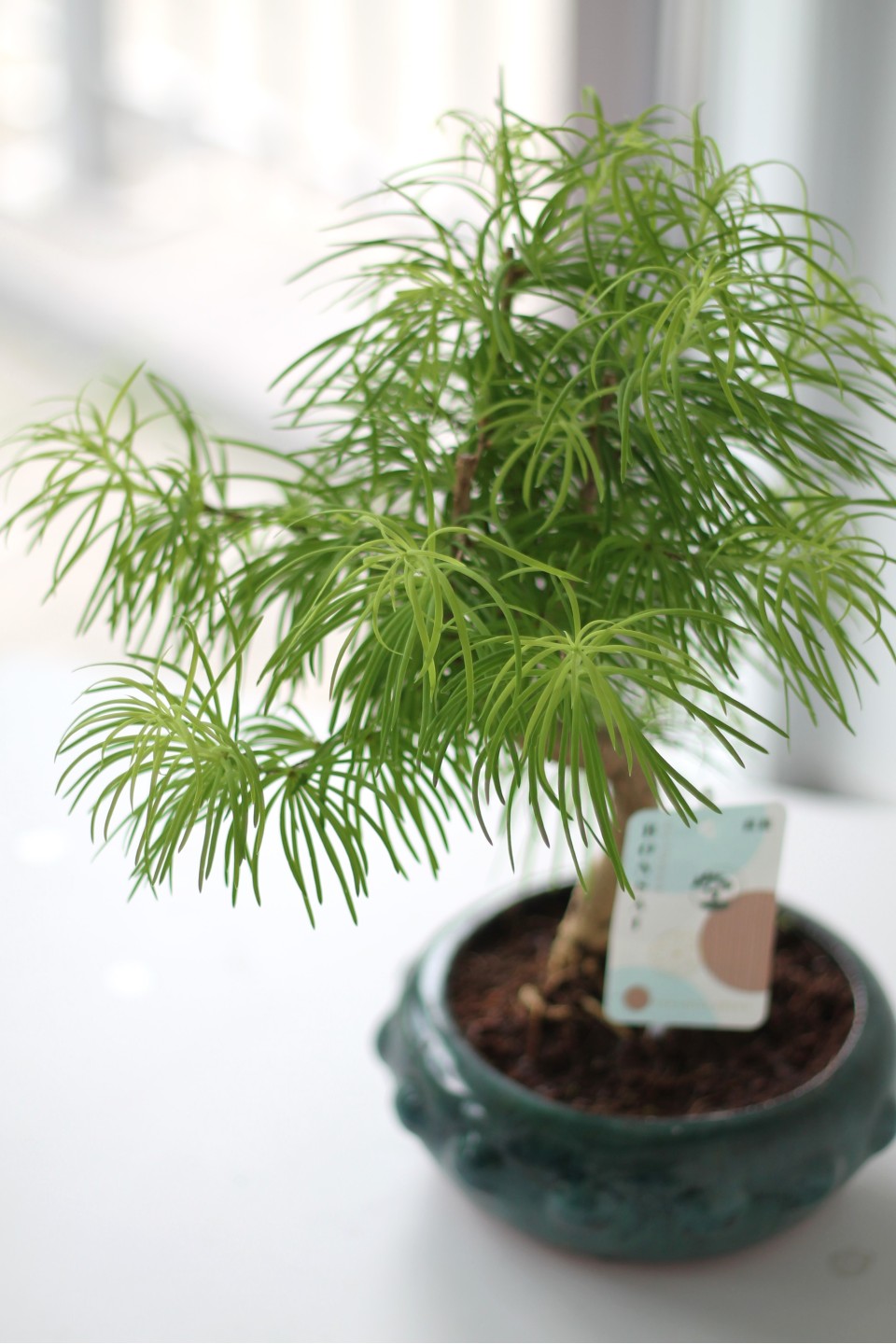 Бонсай Метасеквойя (Metasequoia) 24 см - подарочное оформление