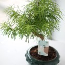Бонсай Метасеквойя (Metasequoia) 24 см - с доставкой по Минску - миниатюра