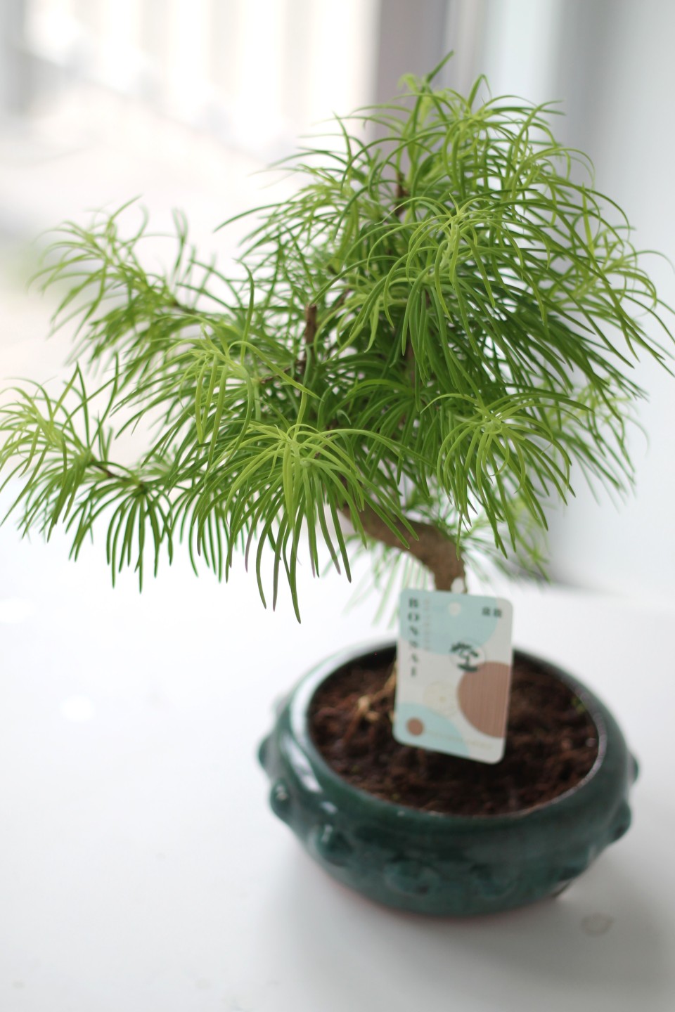 Бонсай Метасеквойя (Metasequoia) 24 см - с доставкой по Минску