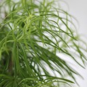 Бонсай Метасеквойя (Metasequoia) 24 см - с добавлением зелени - миниатюра 