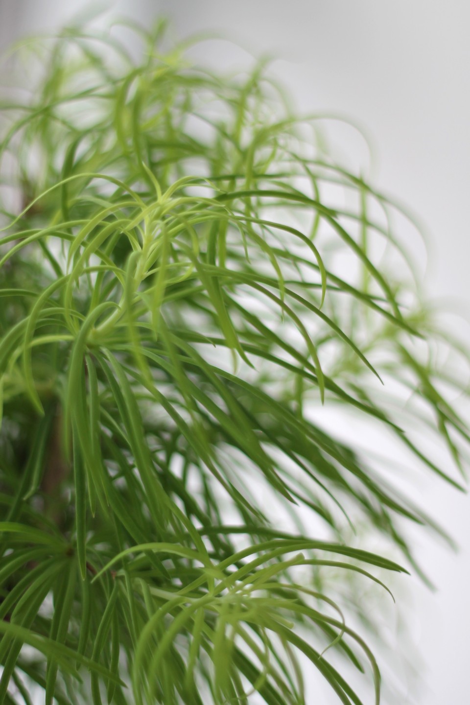 Бонсай Метасеквойя (Metasequoia) 24 см - с добавлением зелени