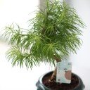 Бонсай Метасеквойя (Metasequoia) 24 см - миниатюра