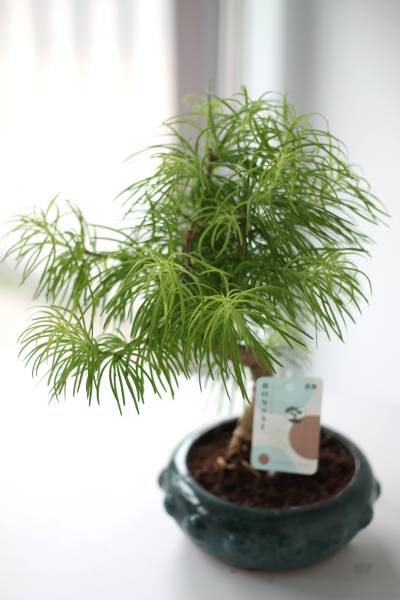 Бонсай Метасеквойя (Metasequoia) 24 см