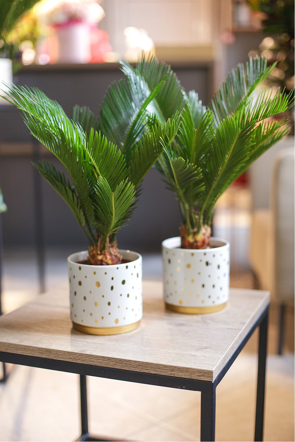 Цикас (Cycas) - с доставкой по Минску