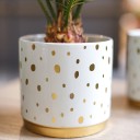 Цикас (Cycas) - подарочное оформление - миниатюра