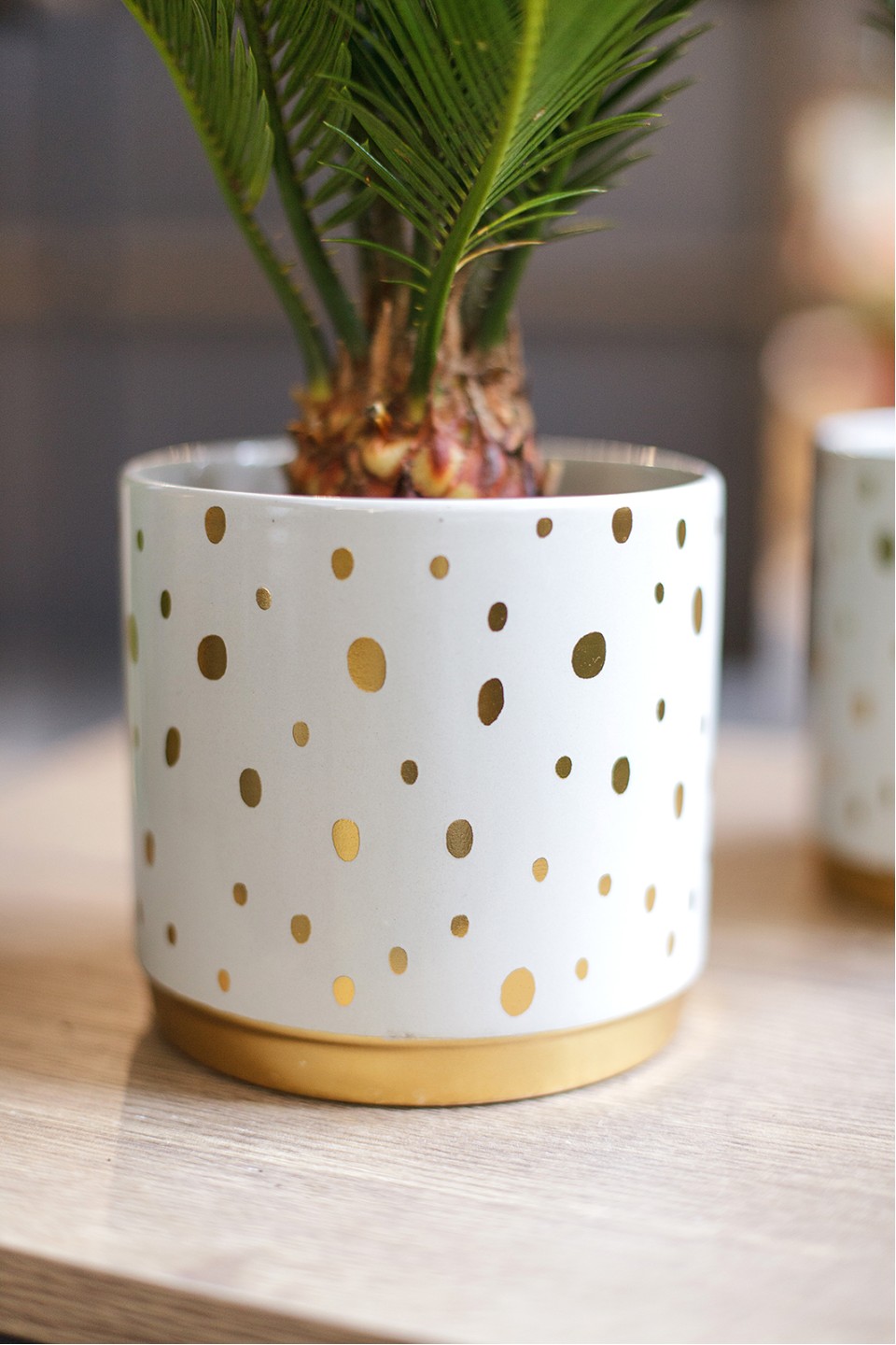 Цикас (Cycas) - подарочное оформление