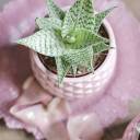 Алоэ Раухи Деми 15-12 - с добавлением зелени - миниатюра 