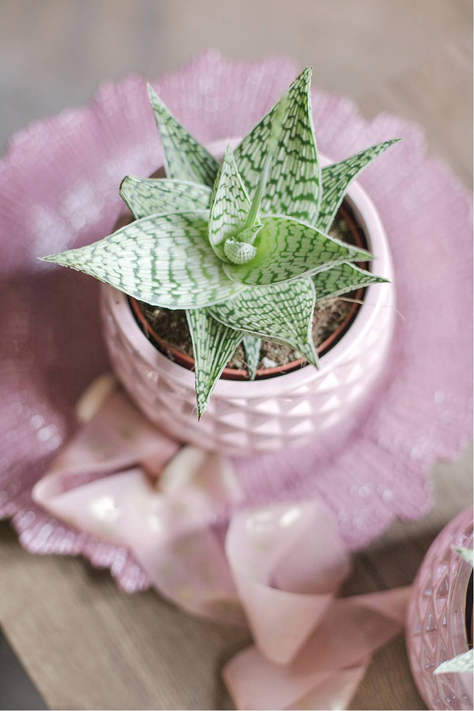 Алоэ Раухи Деми 15-12 - с добавлением зелени