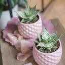 Алоэ Раухи Деми 15-12 - с доставкой по Минску - миниатюра