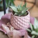 Алоэ Раухи Деми 15-12 - подарочное оформление - миниатюра