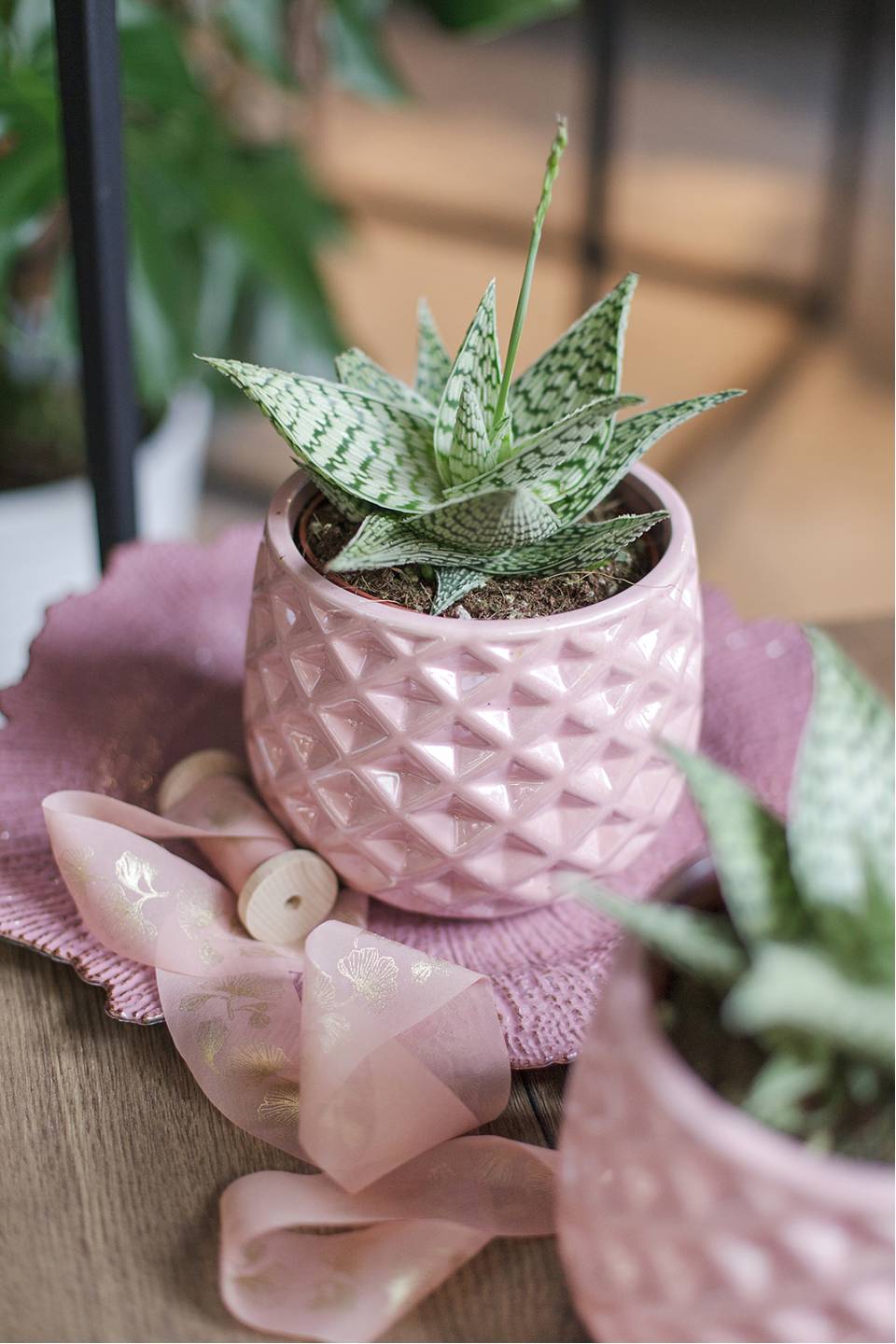 Алоэ Раухи Деми 15-12 - подарочное оформление