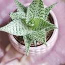 Алоэ Раухи Деми 15-12 - миниатюра