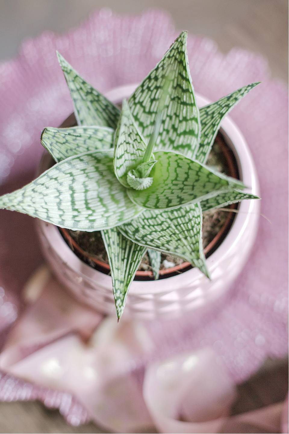 Алоэ Раухи Деми 15-12