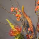 Композиция Акант - быстрая доставка в Минске - миниатюра