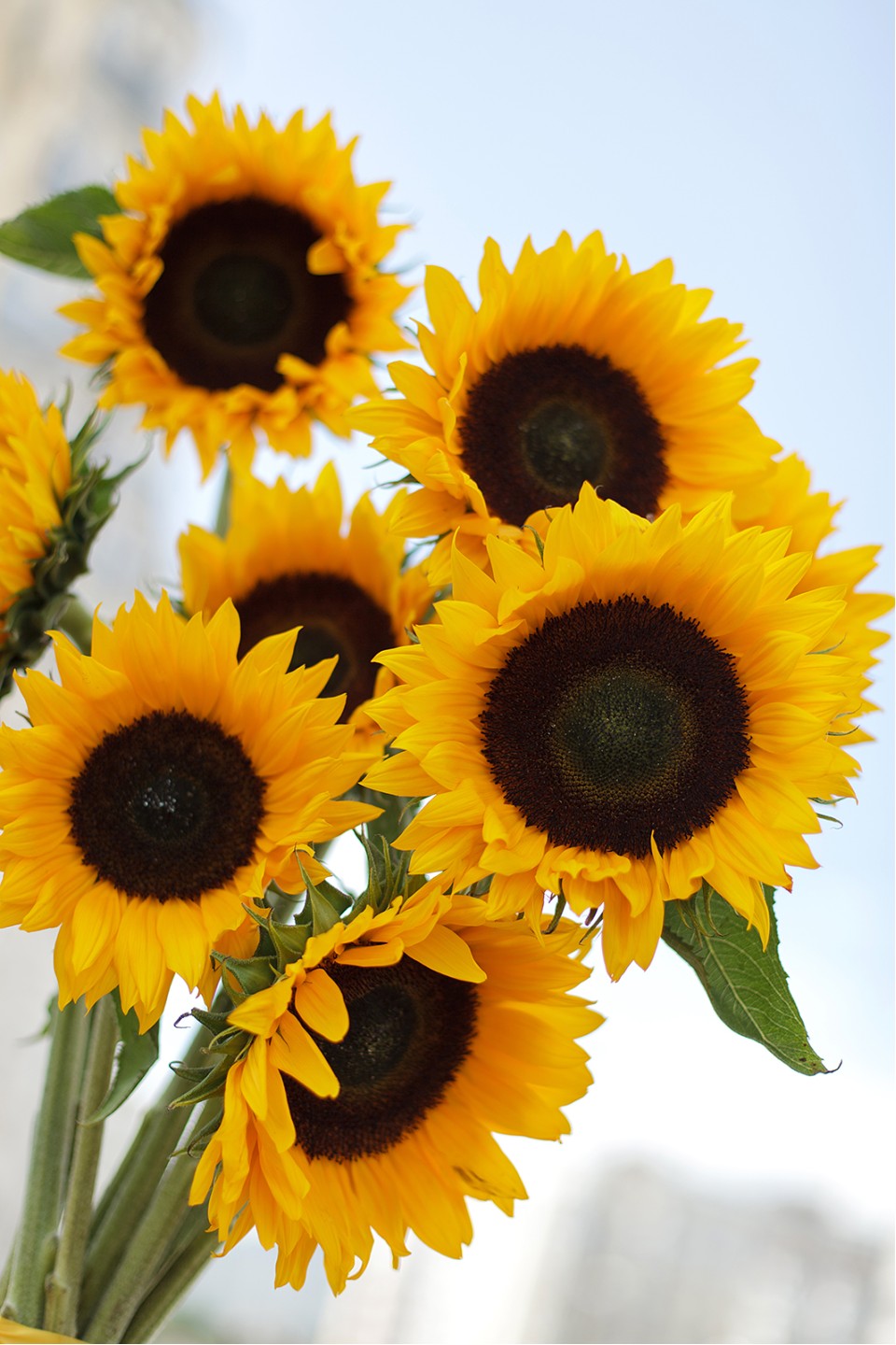 Подсолнух - подарочное оформление