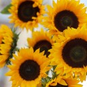 Подсолнух - для женщины/молодой пары - миниатюра