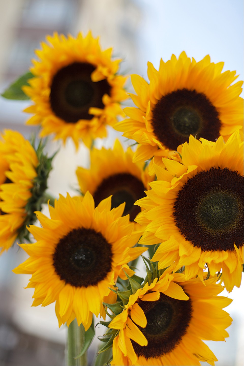 Подсолнух - для женщины/молодой пары