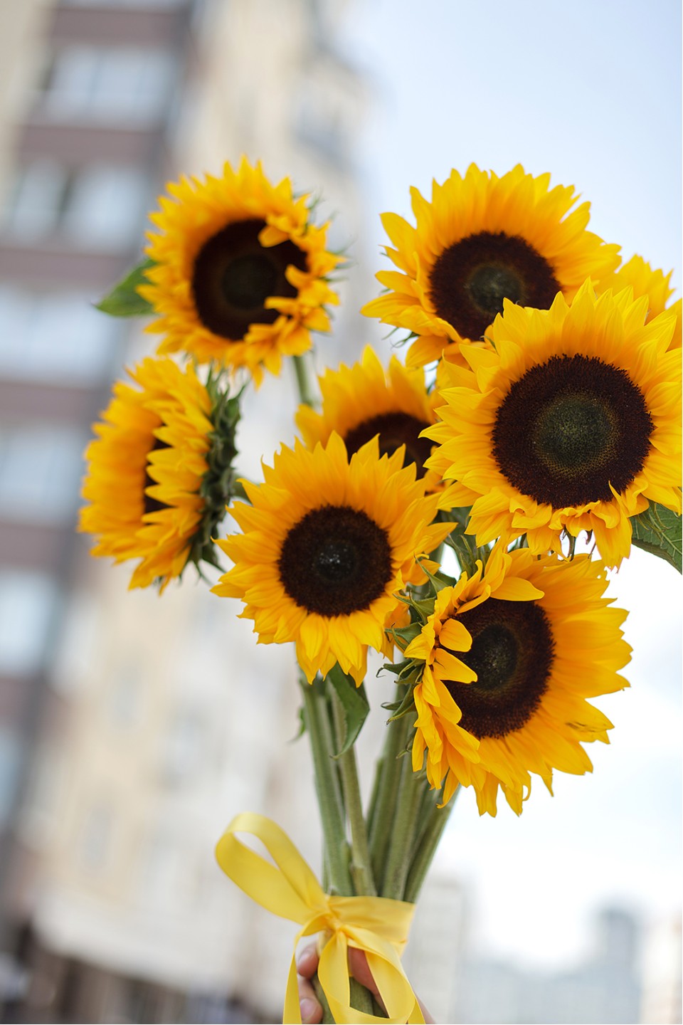 Подсолнух 7