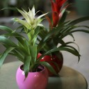 Бромелия в керамике 45-10 - миниатюра