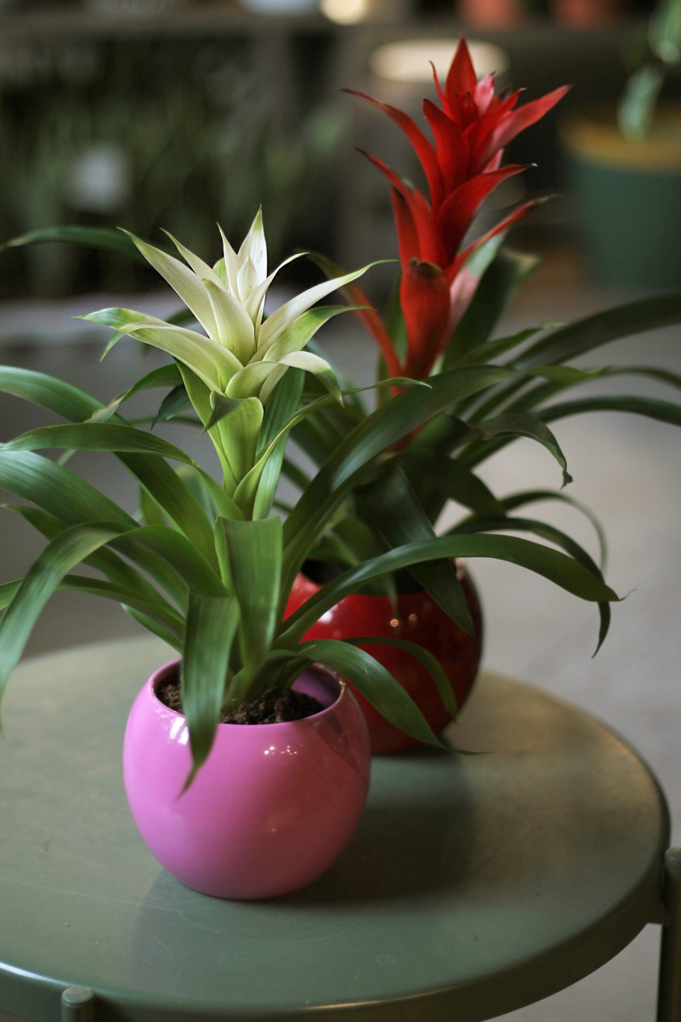 Бромелия в керамике 45-10