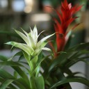 Бромелия в керамике 45-10 - с доставкой по Минску - миниатюра