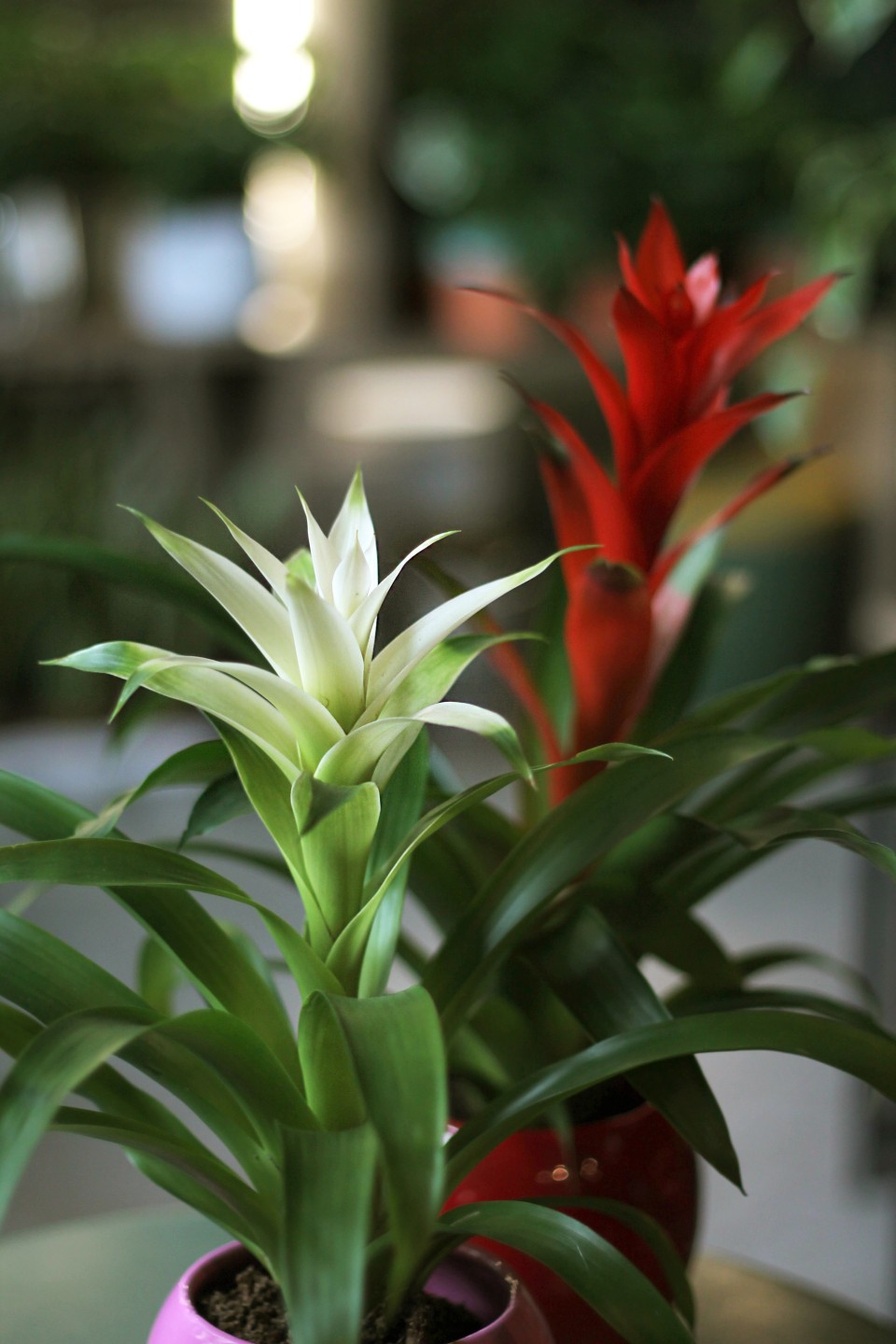 Бромелия в керамике 45-10 - с доставкой по Минску