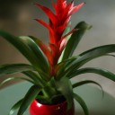 Бромелия в керамике 45-10 - с добавлением зелени - миниатюра 