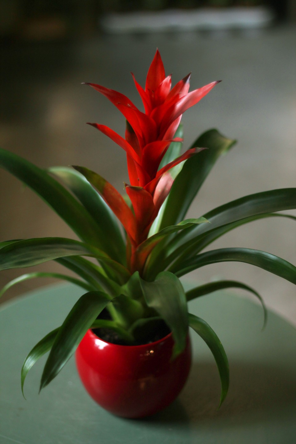 Бромелия в керамике 45-10 - с добавлением зелени