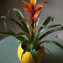 Бромелия в керамике 45-10 - для женщины/молодой пары - миниатюра