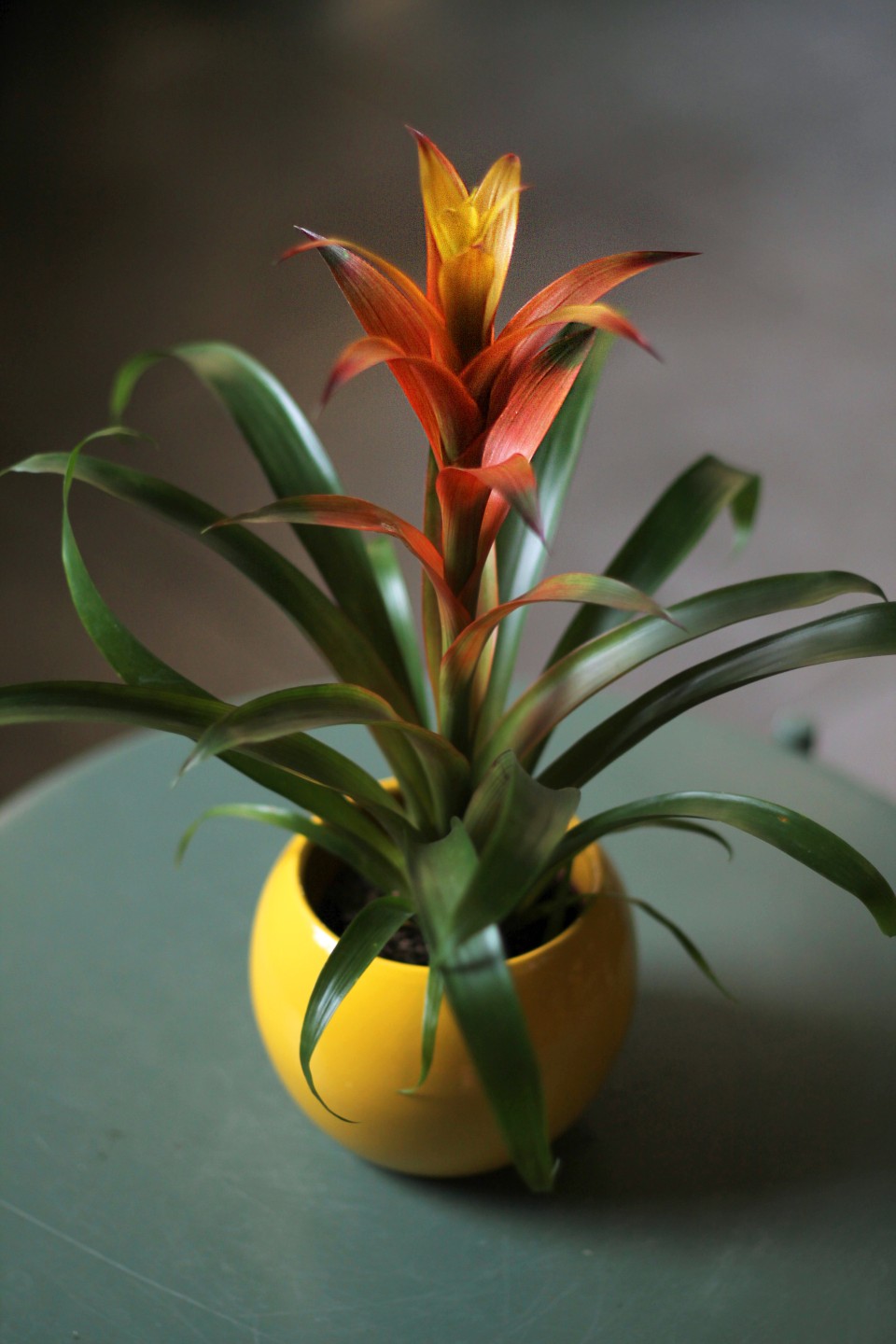 Бромелия в керамике 45-10 - для женщины/молодой пары