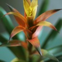 Бромелия в керамике 45-10 - миниатюра 7