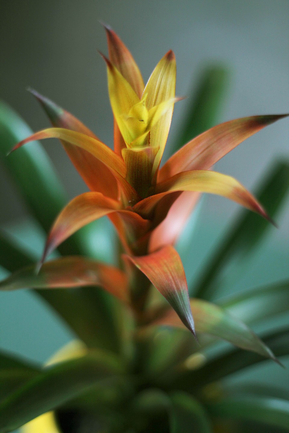 Бромелия в керамике 45-10 7