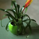 Бромелия в керамике 45-10 - подарочное оформление - миниатюра