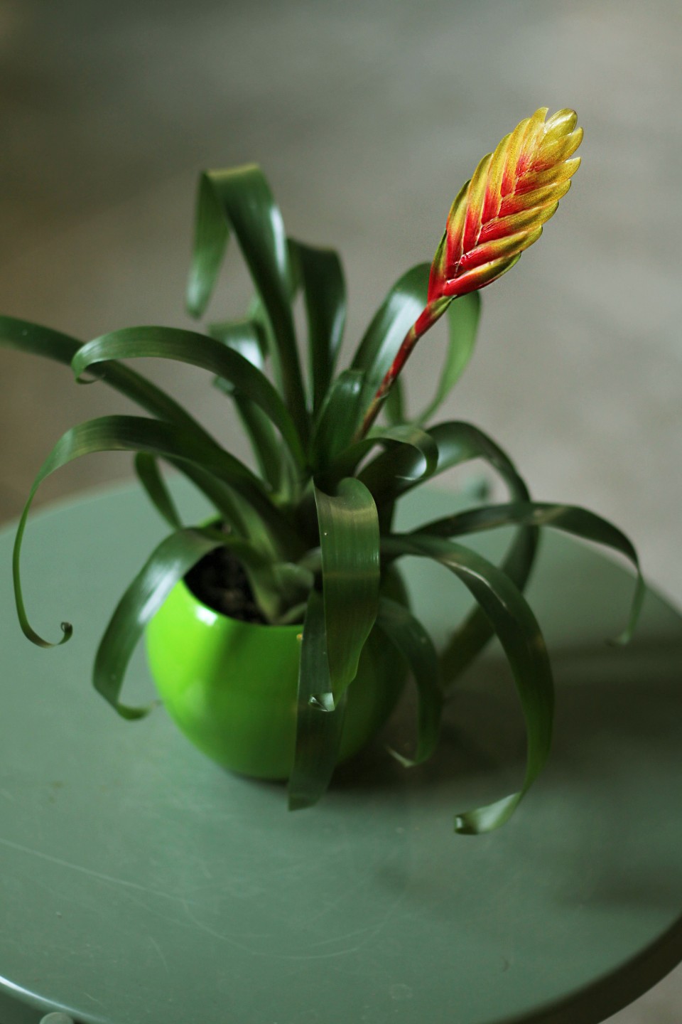 Бромелия в керамике 45-10 - подарочное оформление