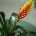 Бромелия в керамике 45-10 - быстрая доставка в Минске - миниатюра