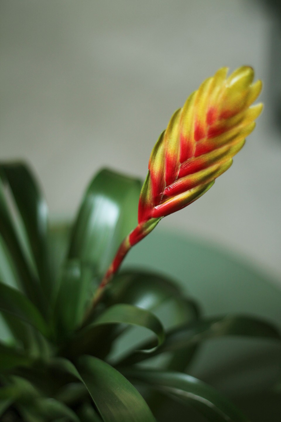 Бромелия в керамике 45-10 - быстрая доставка в Минске