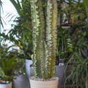 Эуфорбия Эритрея (Euphorbia ingens) 90 см - с доставкой по Минску - миниатюра