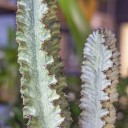 Эуфорбия Эритрея (Euphorbia ingens) 90 см - с добавлением зелени - миниатюра 